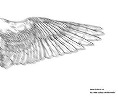 White Wing